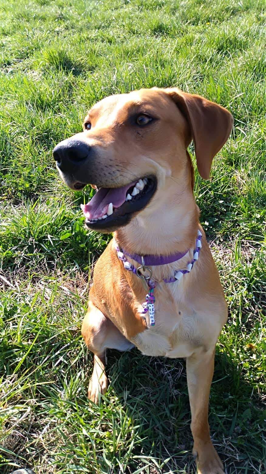 WOOW PET GEAR acid purple EM BASIC COLLAR