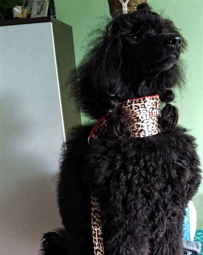 Havana - Satenski ovratnik