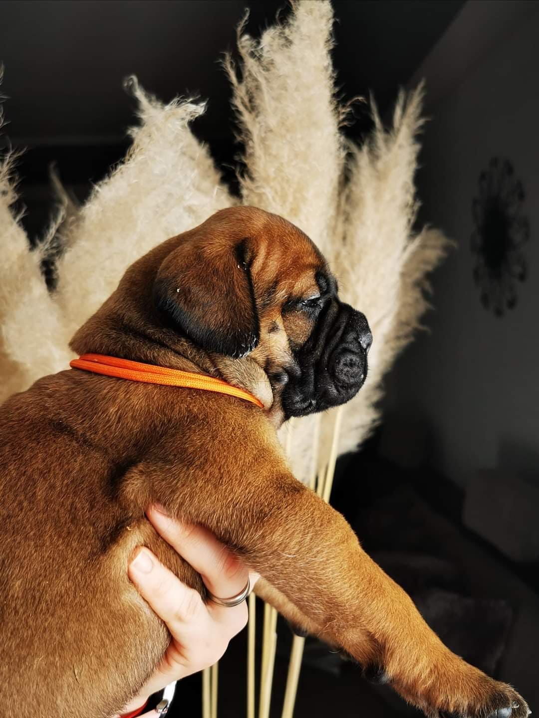ORANGE PUPPY orange puppy