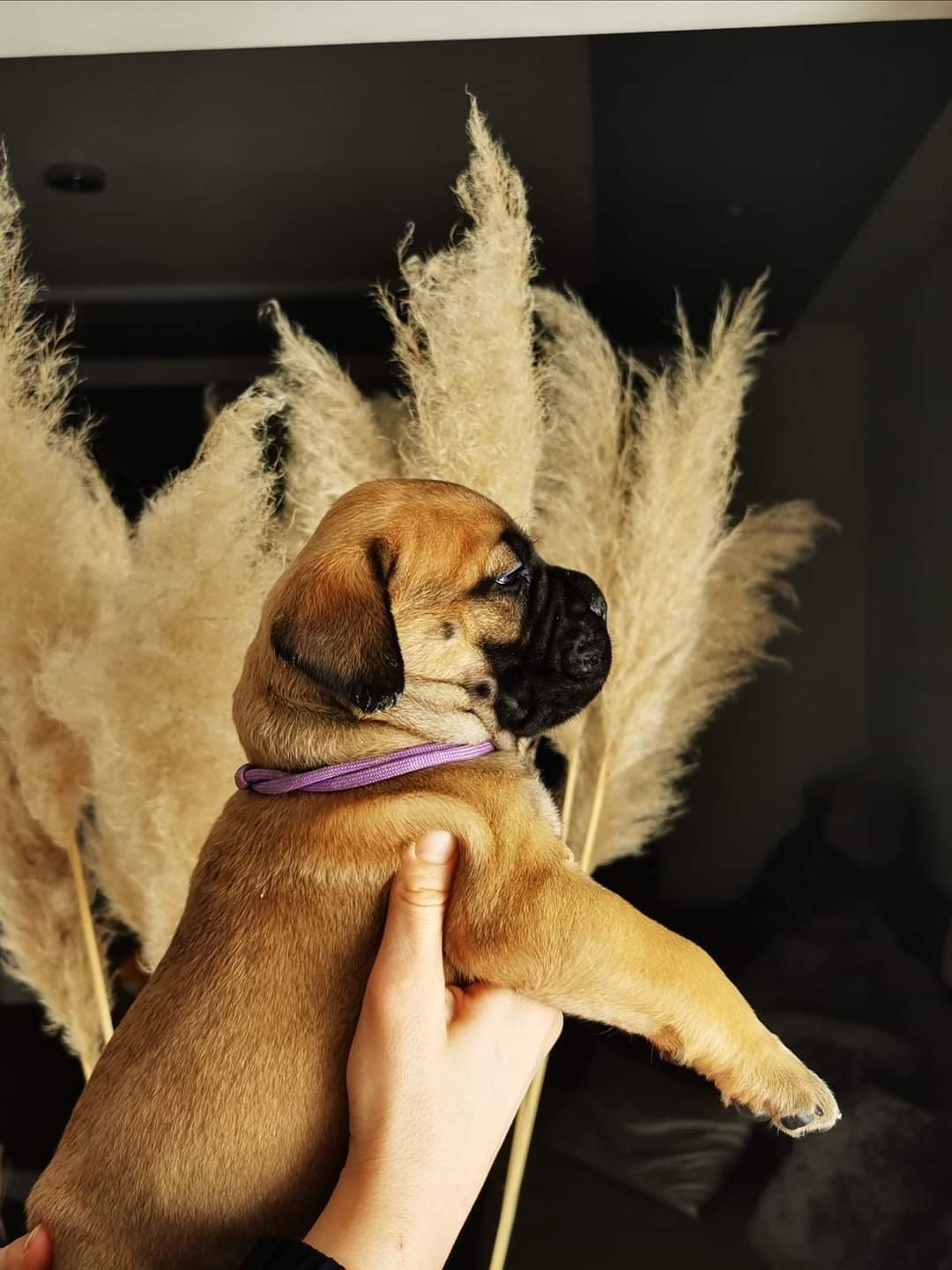 VIOLET PUPPY violet puppy